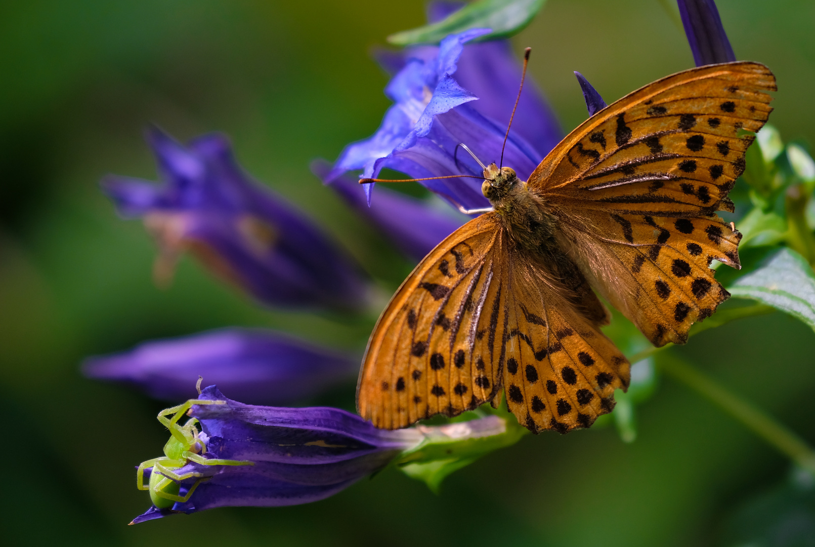 Kaisermantel (Argynnis paphia)