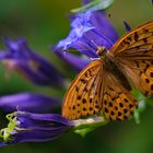 Kaisermantel (Argynnis paphia)