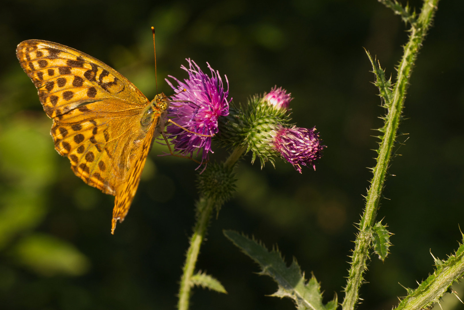 Kaisermantel (Argynnis paphia) auf Kratzdistel (Cirsium)