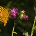 Kaisermantel (Argynnis paphia) auf Kratzdistel (Cirsium)