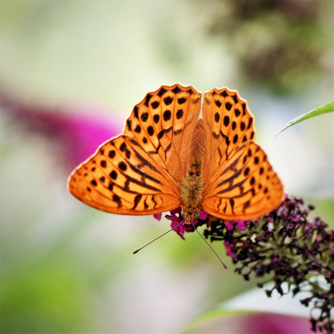 Kaisermantel (Argynnis paphia )