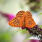 Kaisermantel (Argynnis paphia )