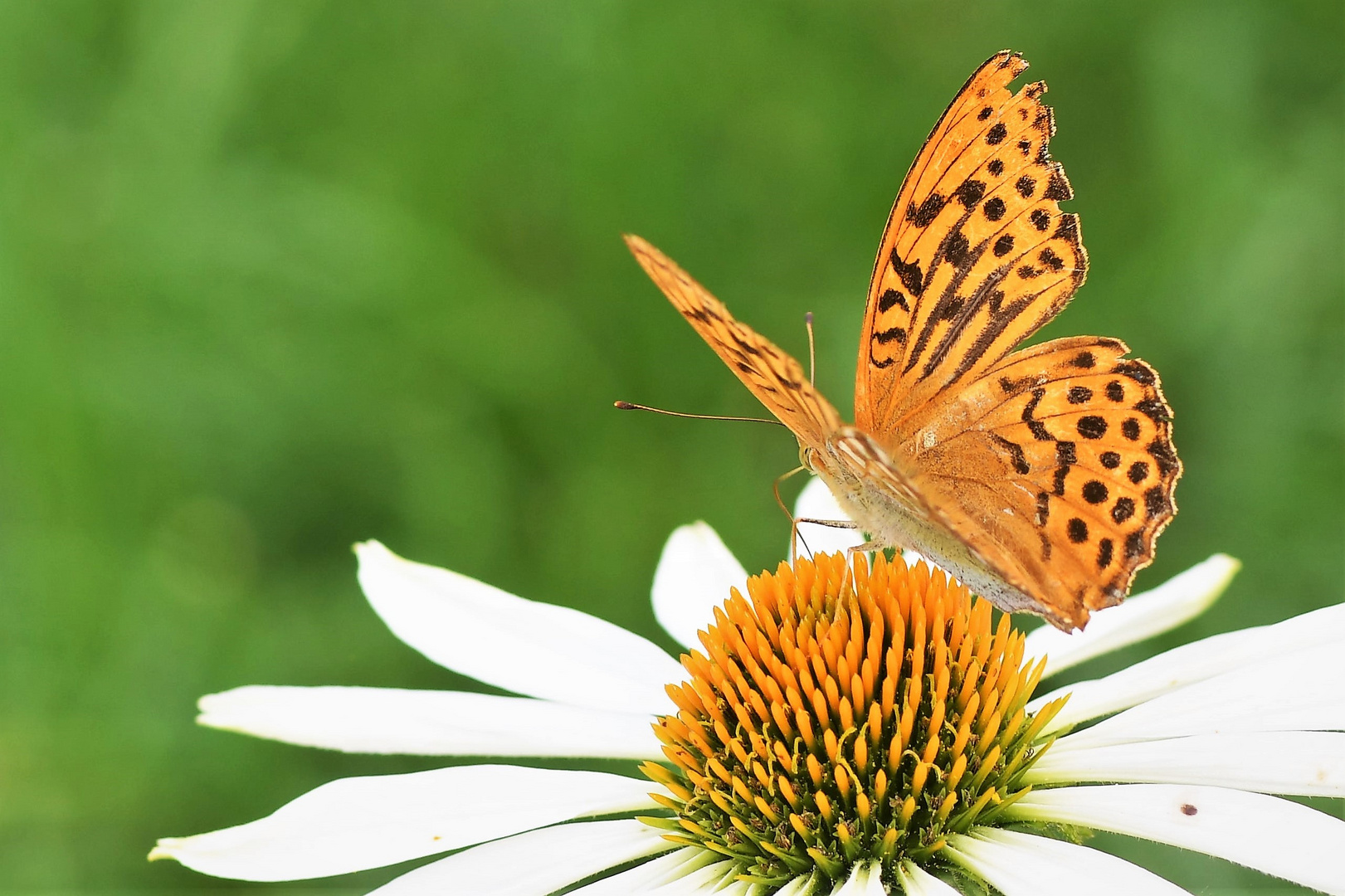 Kaisermantel (Argynnis paphia)