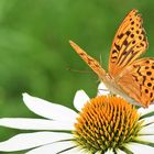 Kaisermantel (Argynnis paphia)