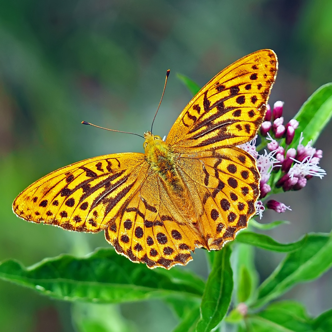 Kaisermantel (Argynnis paphia)