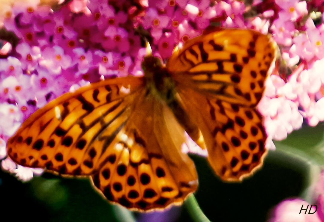 Kaisermantel (Argynnis paphia)