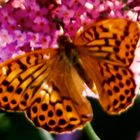 Kaisermantel (Argynnis paphia)