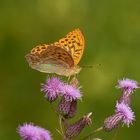 Kaisermantel (Argynnis paphia)