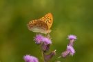 Kaisermantel (Argynnis paphia) von Klaus Hossner 