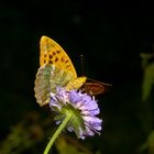 Kaisermantel (Argynnis paphia)