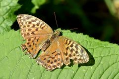 Kaisermantel (Argynnis paphia)