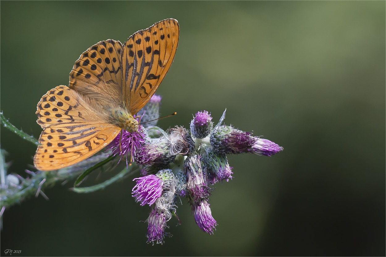 Kaisermantel ( Argynnis paphia )