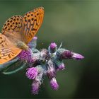 Kaisermantel ( Argynnis paphia )