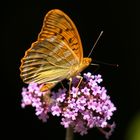 Kaisermantel (Argynnis paphia)