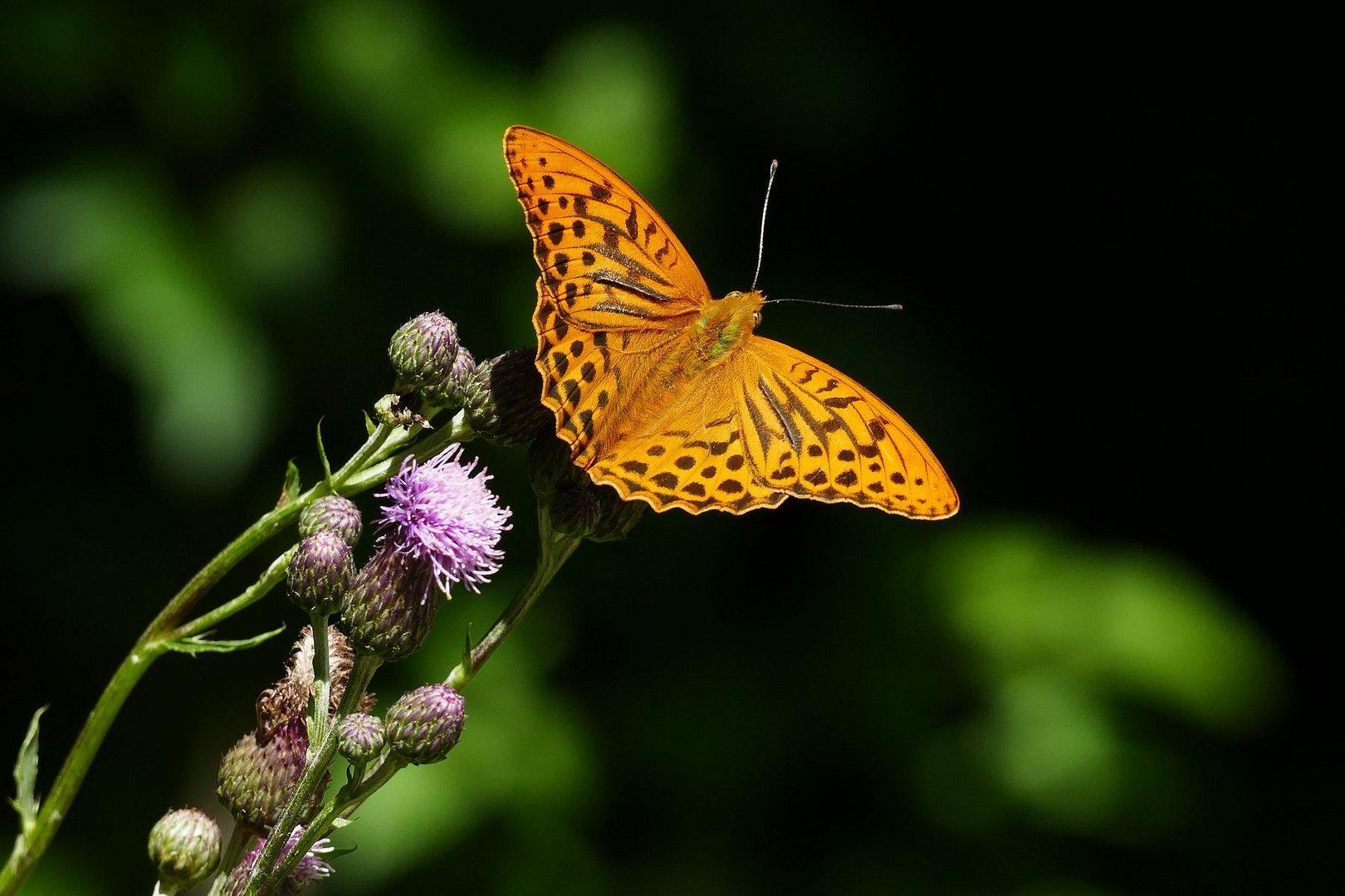  Kaisermantel (Argynnis paphia) 