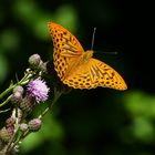  Kaisermantel (Argynnis paphia) 