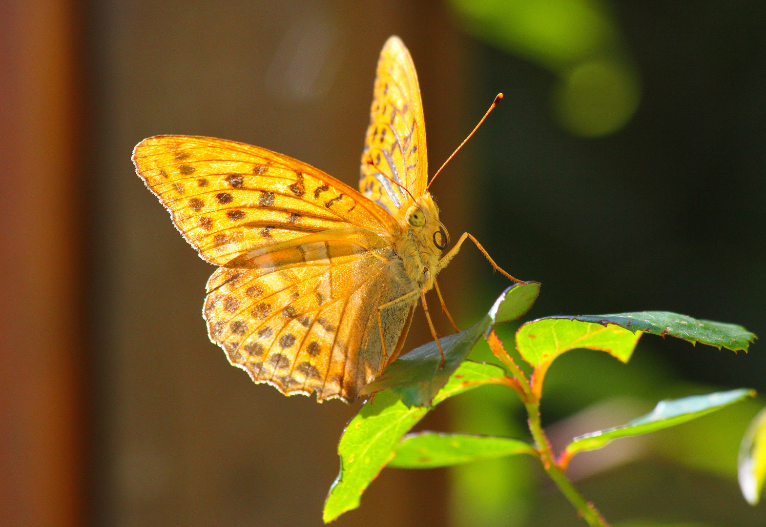 Kaisermantel (Argynnis paphia)