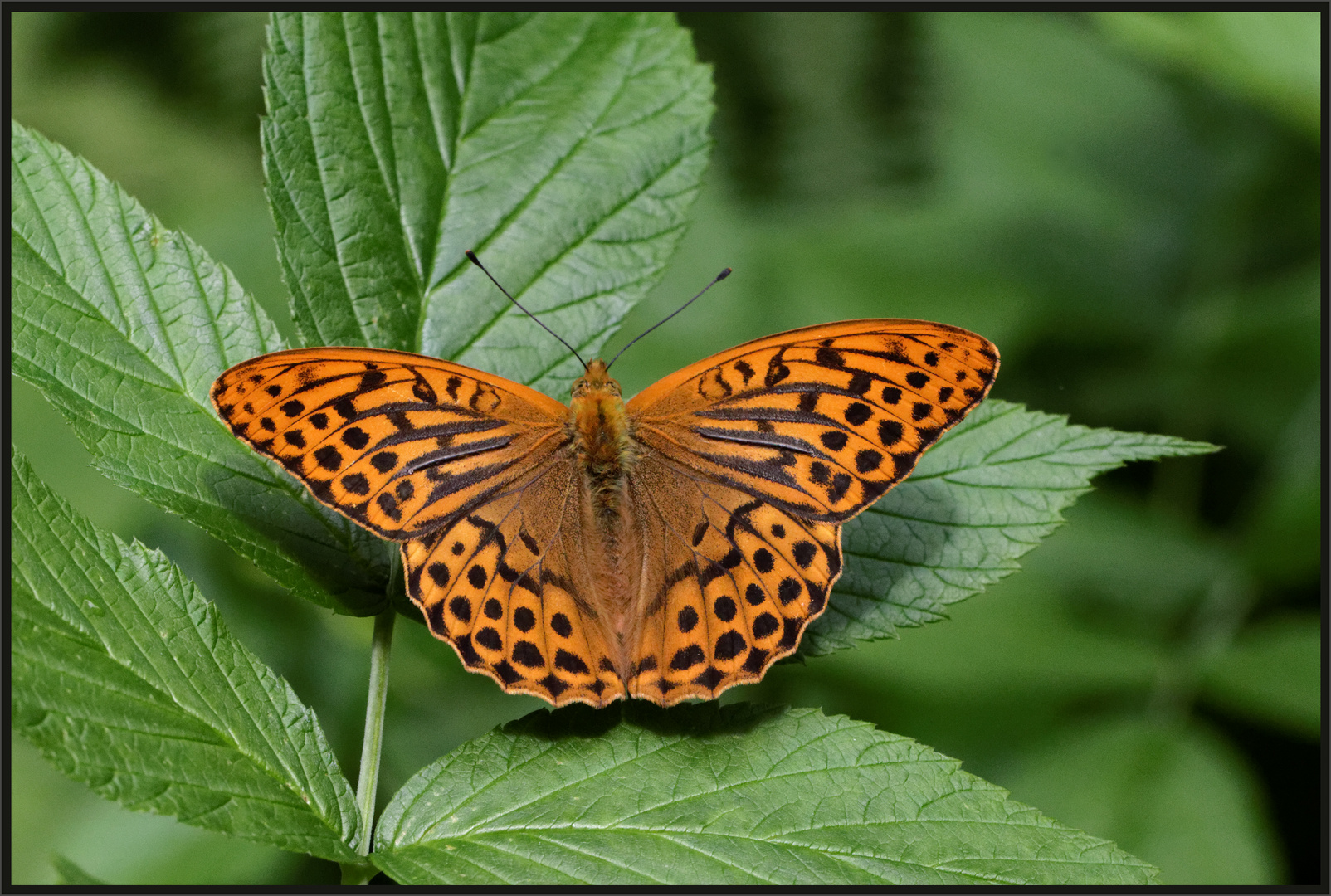 Kaisermantel (Argynnis paphia) Foto & Bild tiere, wildlife