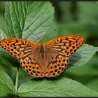 Kaisermantel (Argynnis paphia)