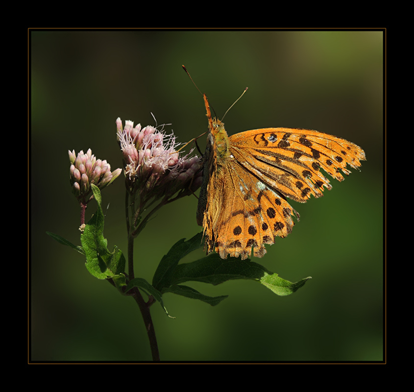 Kaisermantel - Argynnis paphia