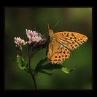 Kaisermantel - Argynnis paphia