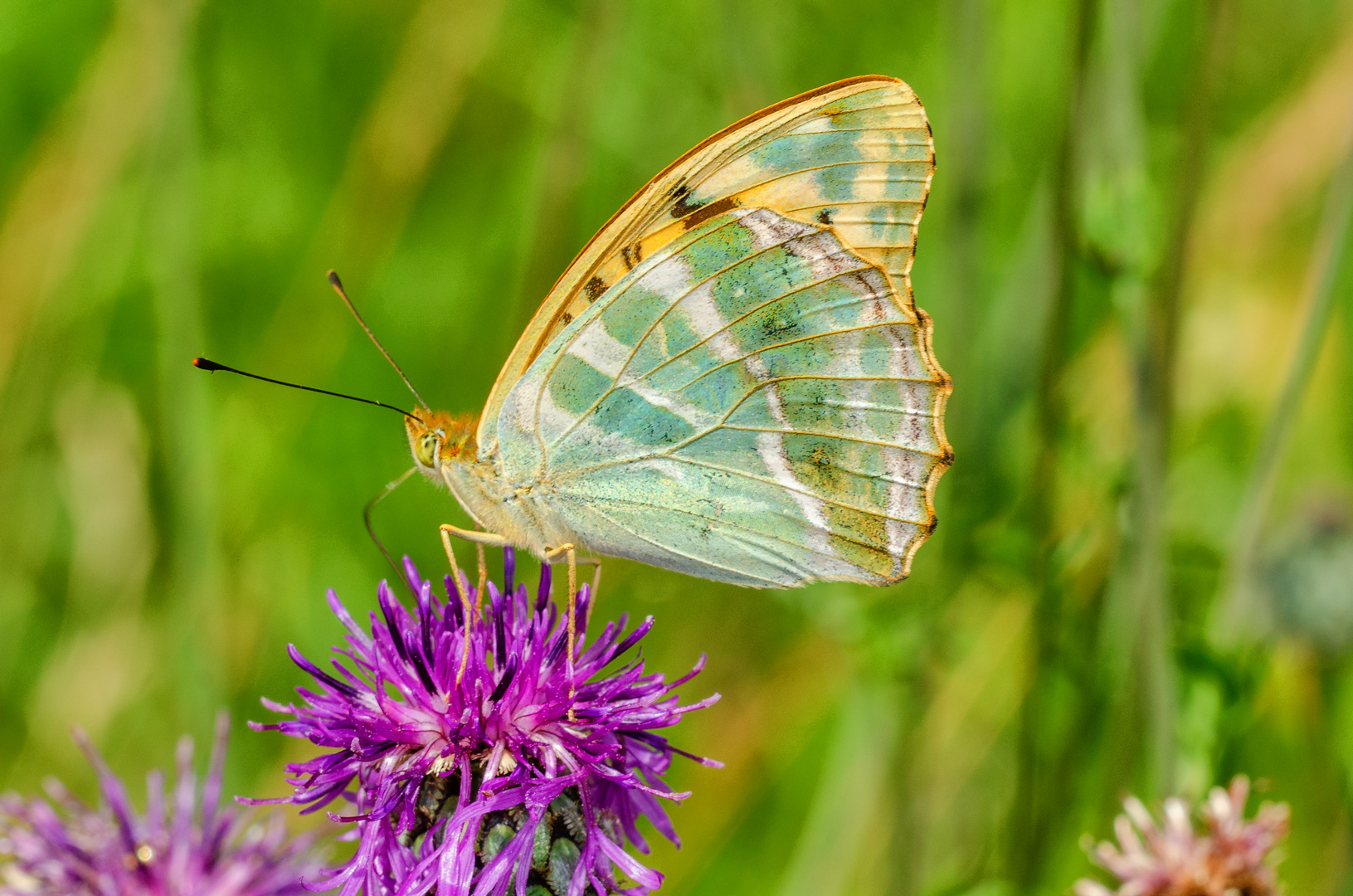 Kaisermantel (Argynnis paphia)