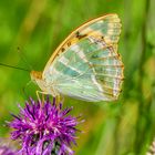 Kaisermantel (Argynnis paphia)