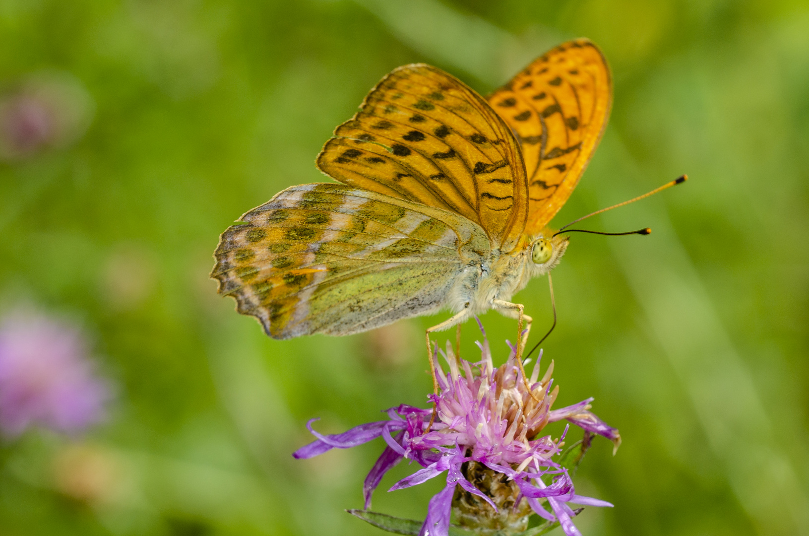 Kaisermantel (Argynnis paphia)