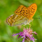 Kaisermantel (Argynnis paphia)