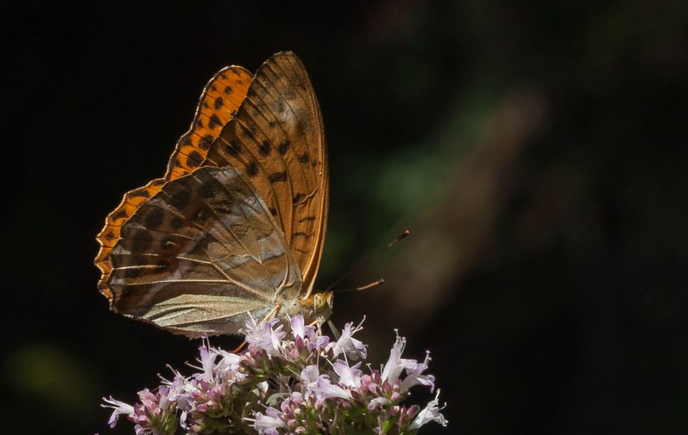 Kaisermantel (Argynnis paphia)