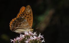 Kaisermantel (Argynnis paphia)