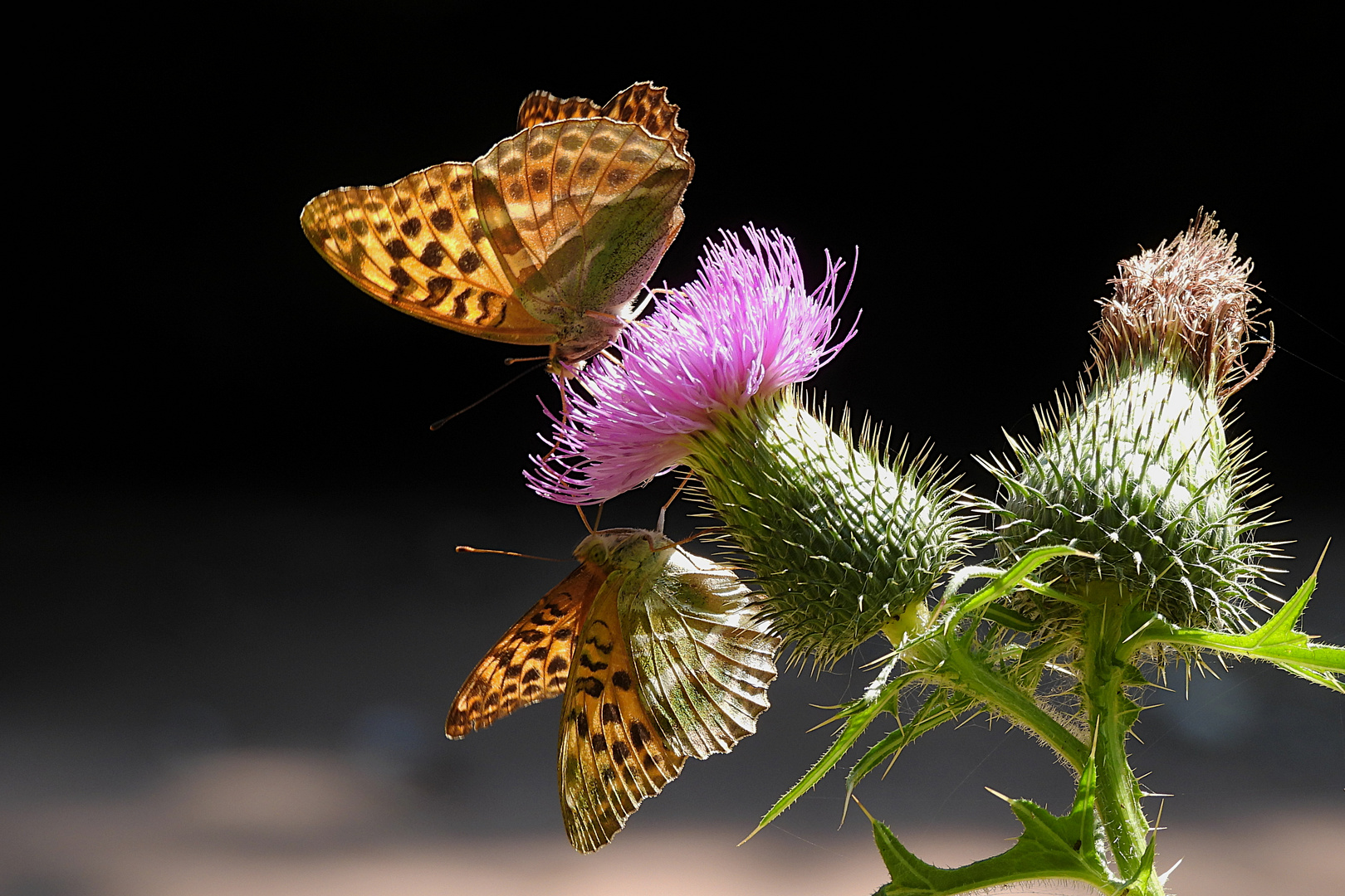 Kaisermantel (Argynnis paphia)