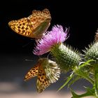 Kaisermantel (Argynnis paphia)