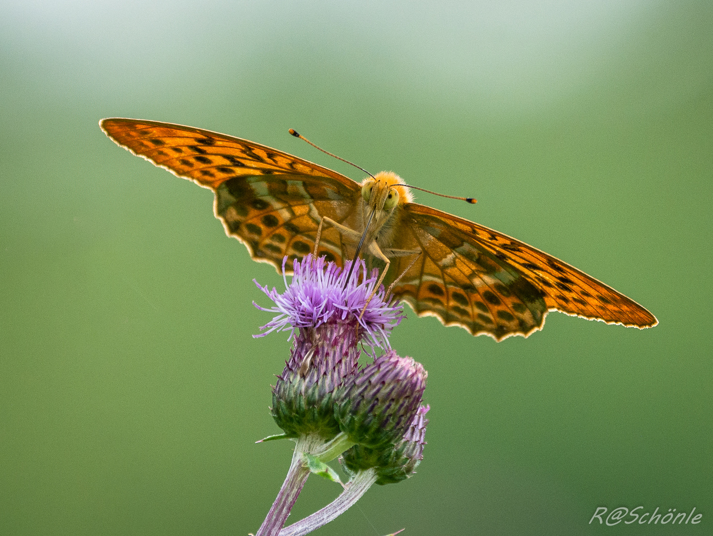 Kaisermantel (Argynnis paphia)