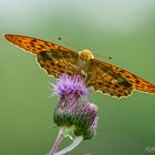 Kaisermantel (Argynnis paphia)