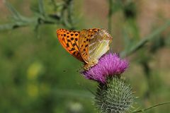 Kaisermantel (Argynnis paphia