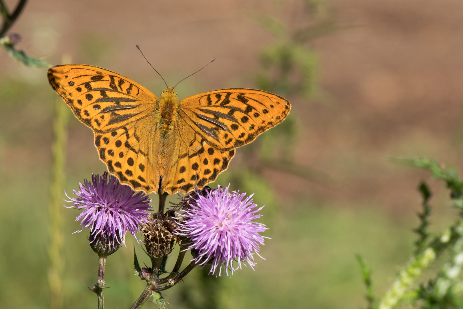 Kaisermantel - Argynnis paphia