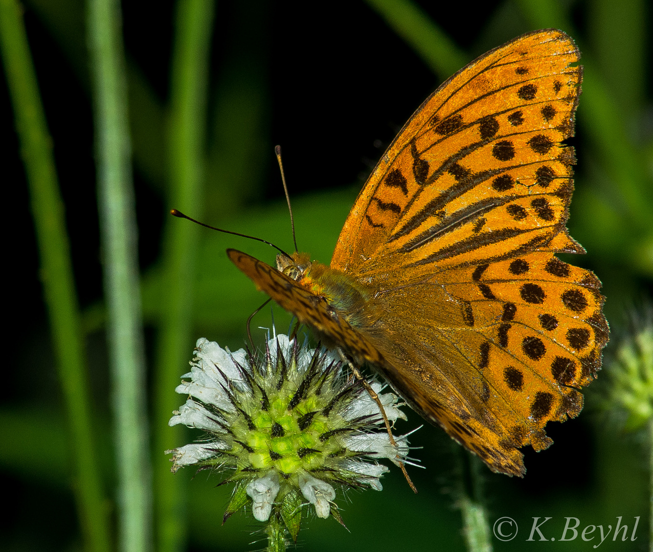 Kaisermantel (Argynnis paphia)