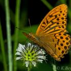 Kaisermantel (Argynnis paphia)