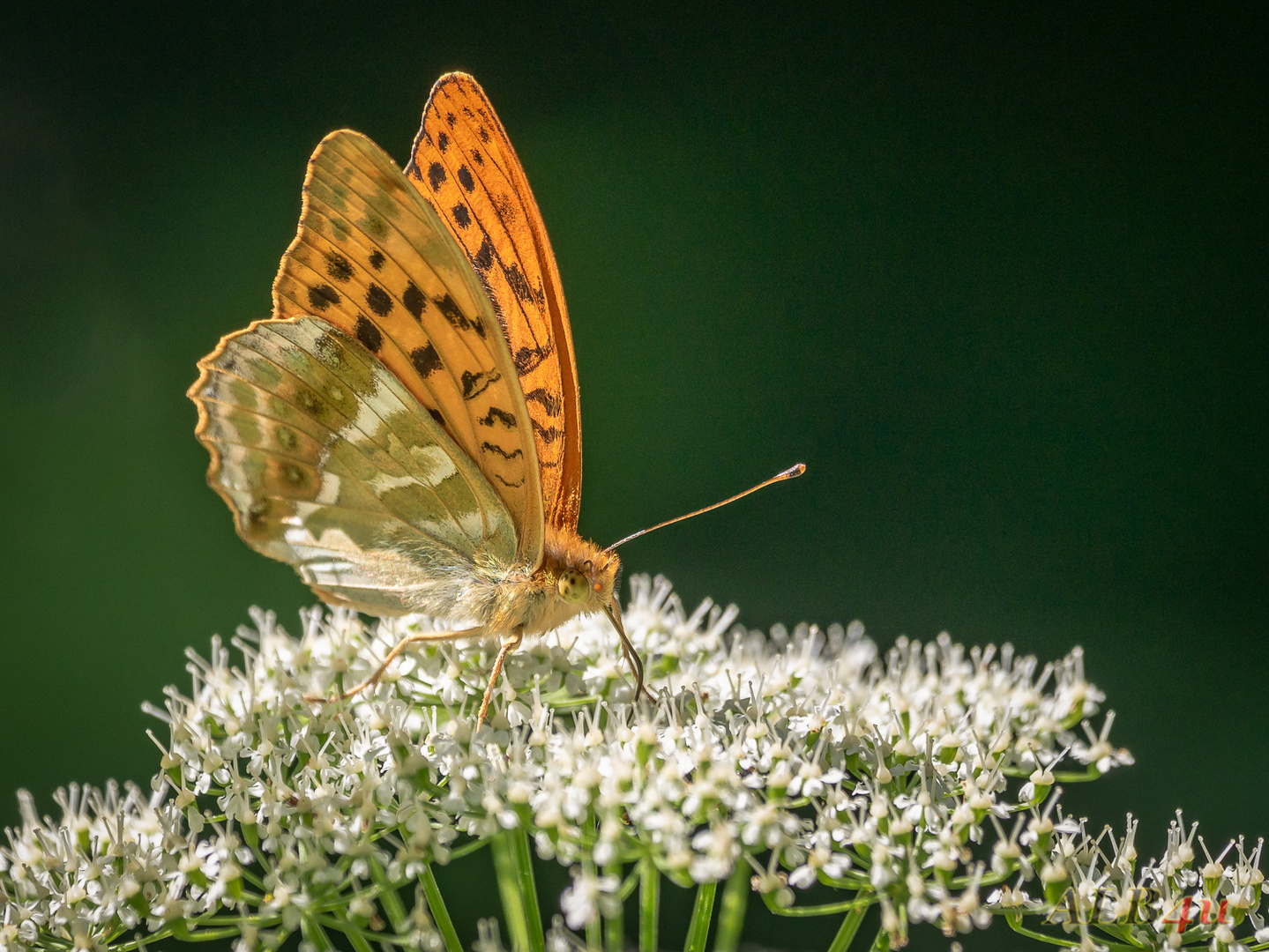 Kaisermantel (Argynnis paphia