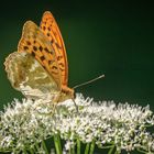 Kaisermantel (Argynnis paphia