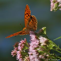 Kaisermantel - Argynnis paphia