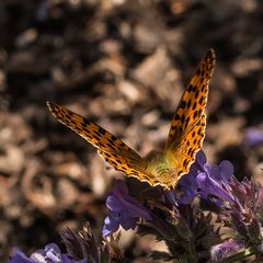 Kaisermantel (Argynnis paphia)