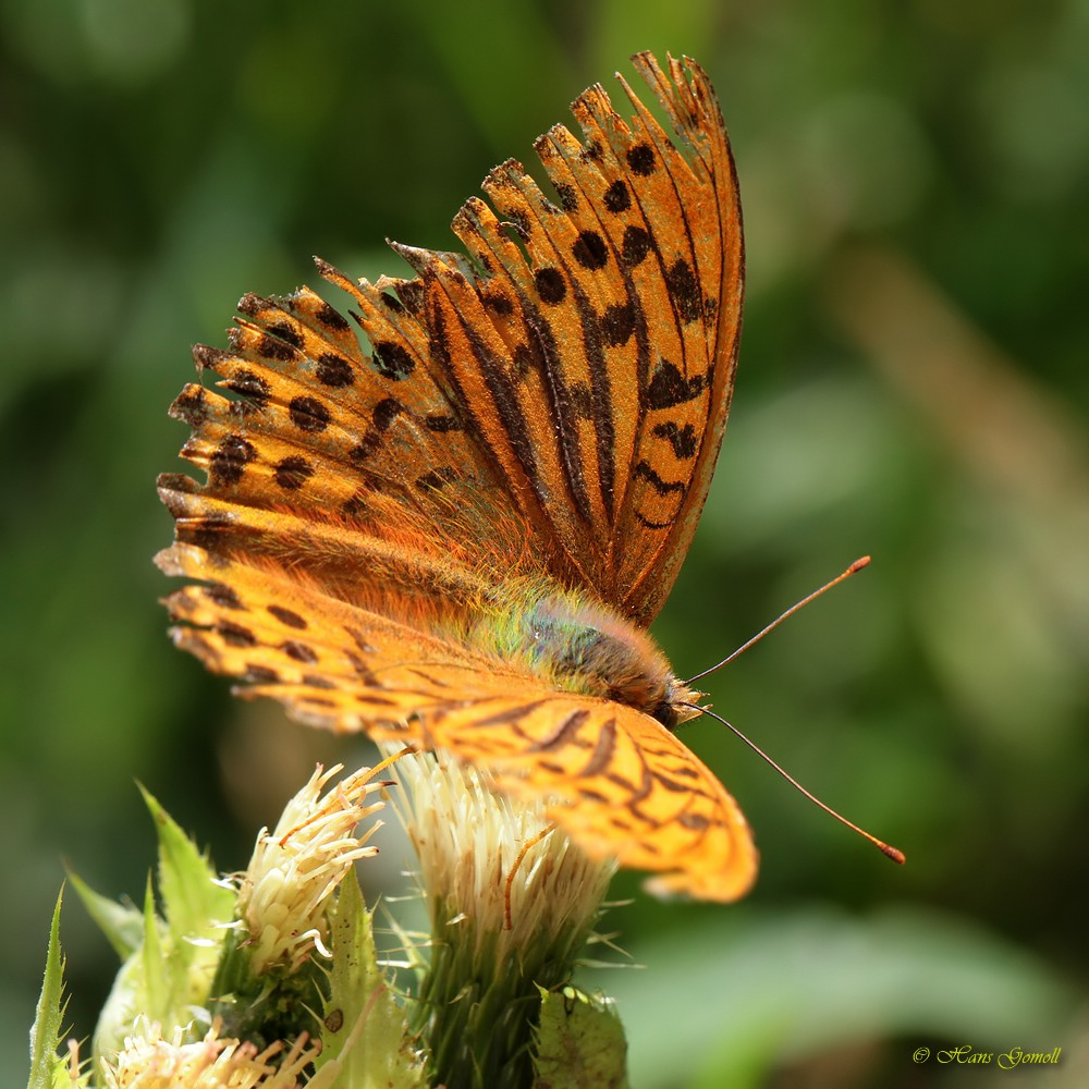 Kaisermantel (Argynnis paphia)