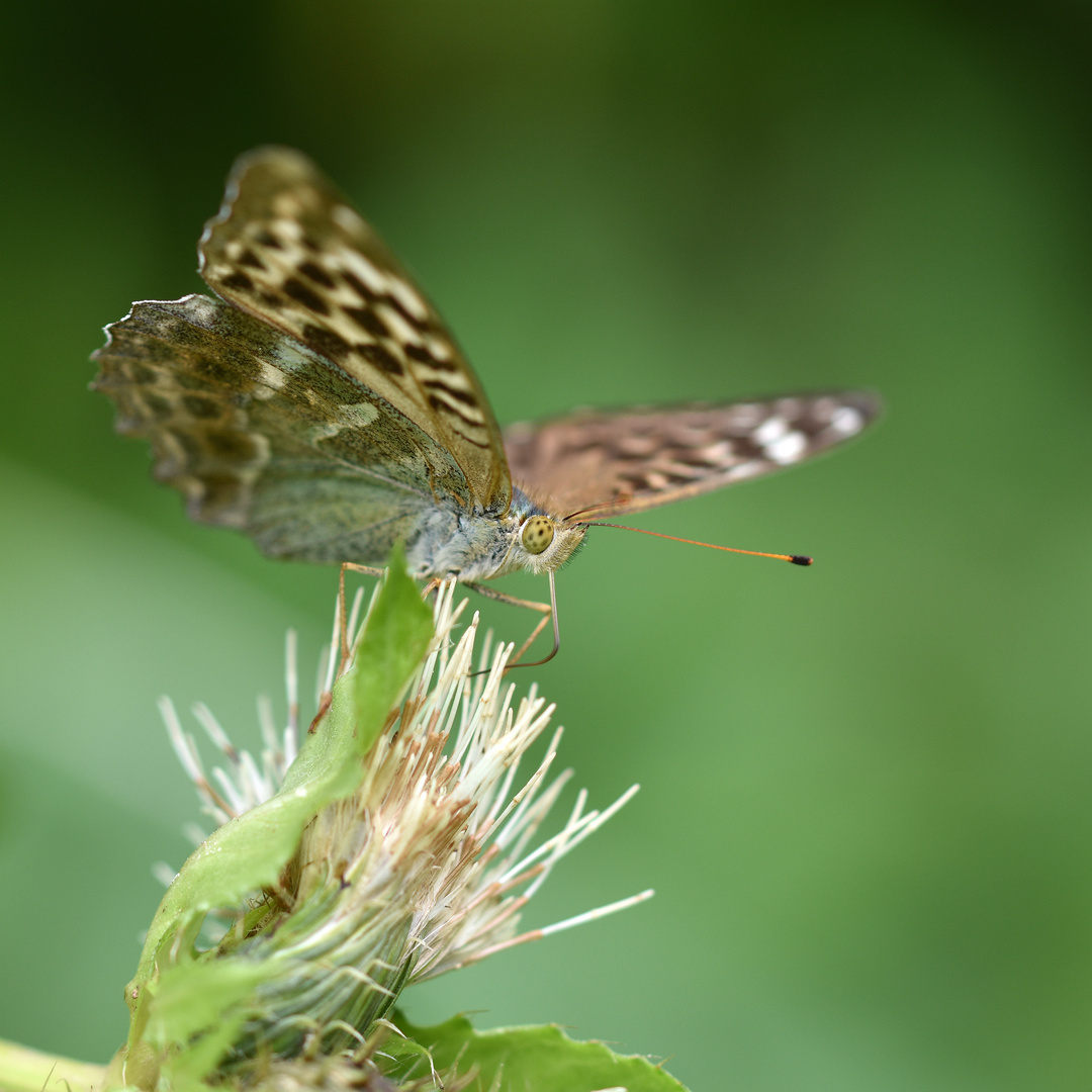 Kaisermantel (Argynnis paphia f. valesina); (1/3)