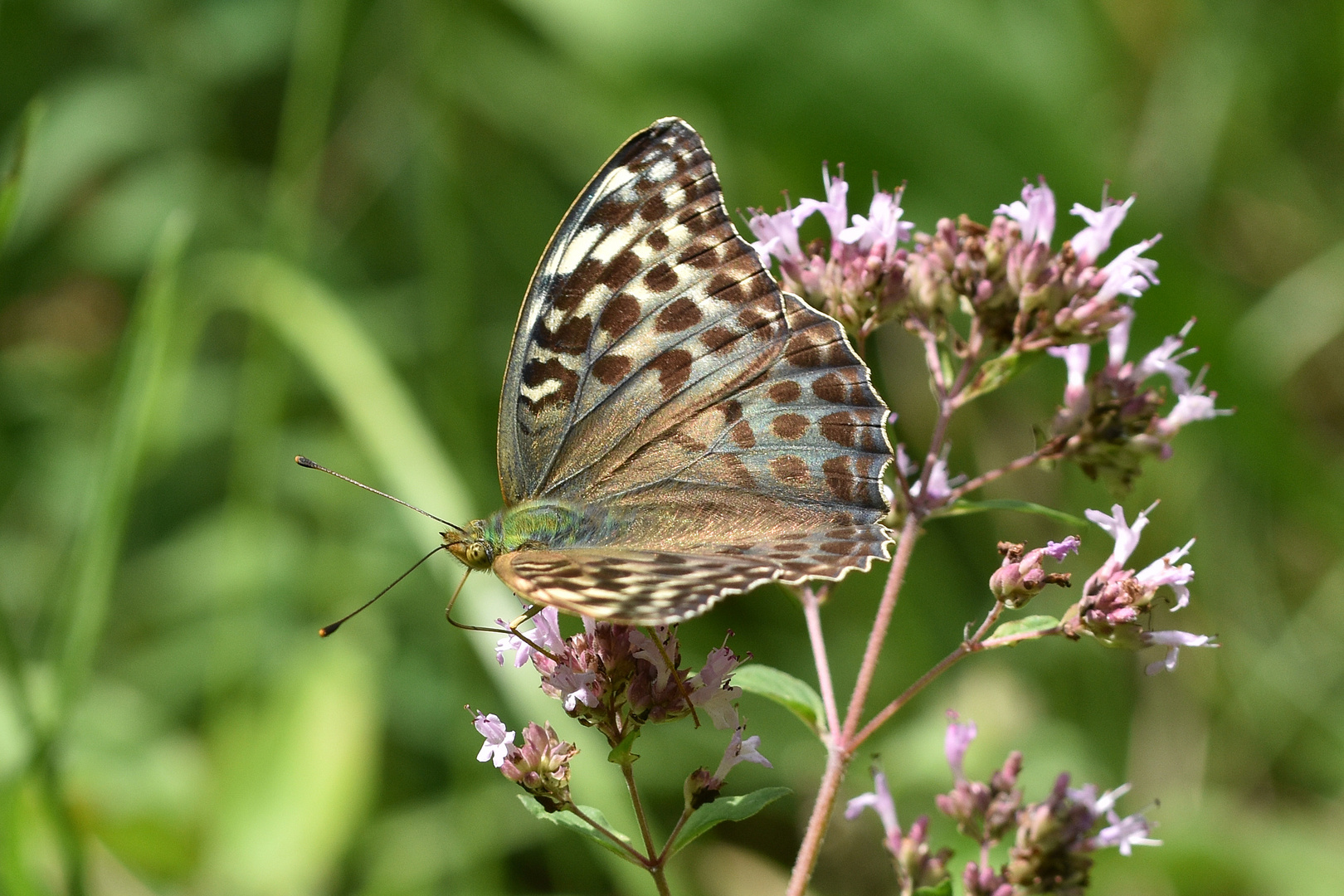 Kaisermantel (Argynnis paphia f. valesina); (2/2)