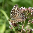 Kaisermantel (Argynnis paphia f. valesina); (2/2)