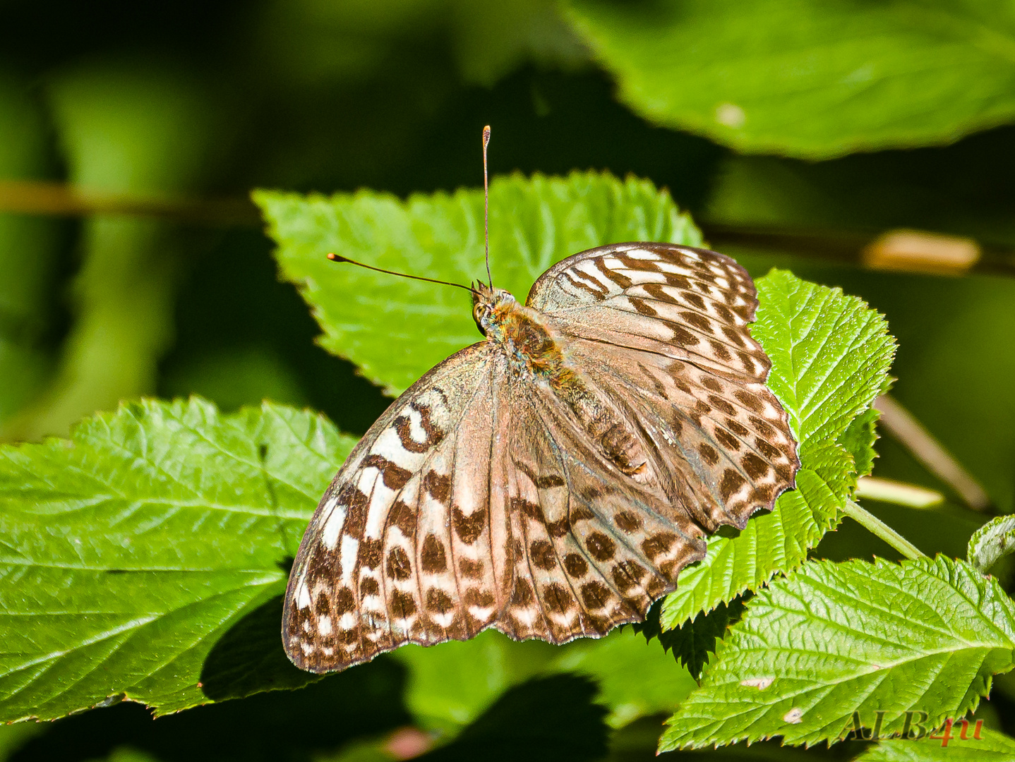 Kaisermantel (Argynnis paphia f. valesina)