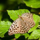 Kaisermantel (Argynnis paphia f. valesina)