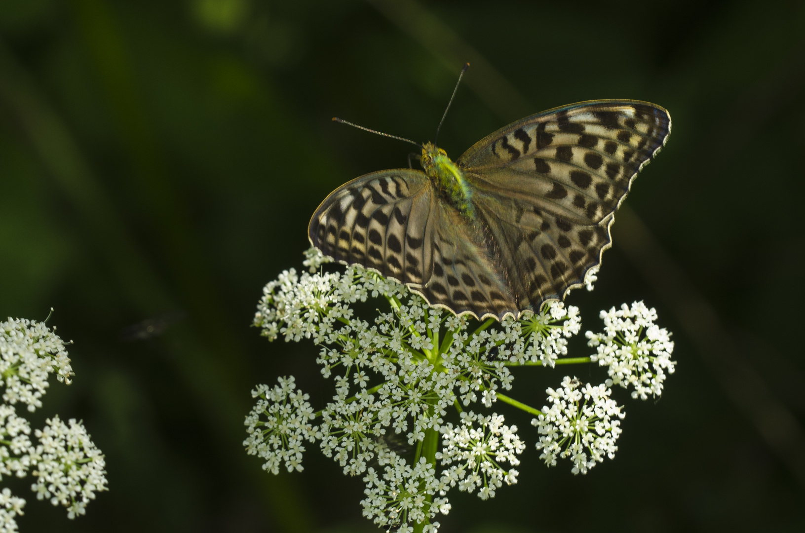 Kaisermantel (Argynnis paphia f. valesina)